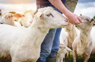 anaç koyun desteği başvuru nasıl yapılır?